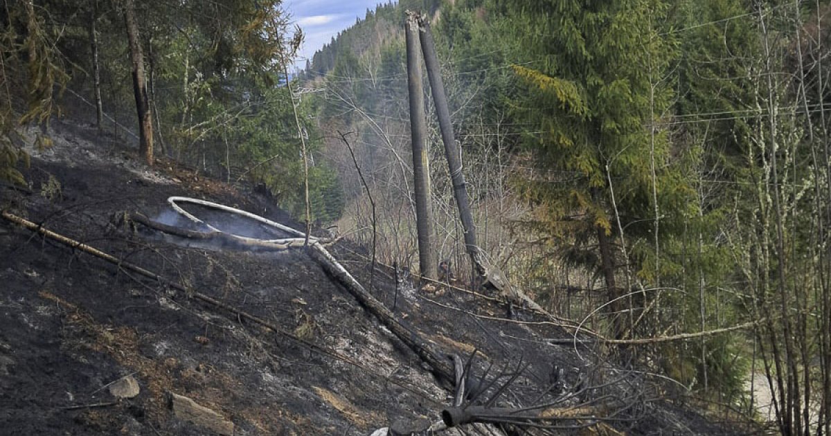 Vezetékre dőlt fa okozott tüzet
