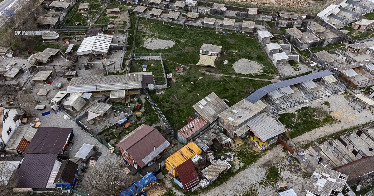 Fogas kérdés a gazdátlan ebek ügye