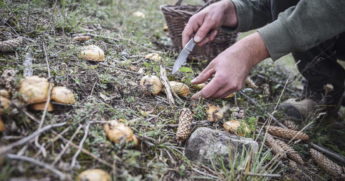 Gomba- és áfonyagyűjtés csak engedéllyel