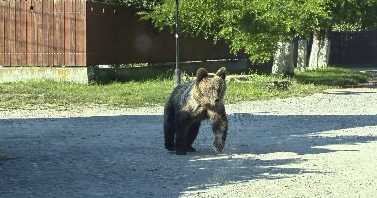 Felsőboldogfalva központjában sétált a medve