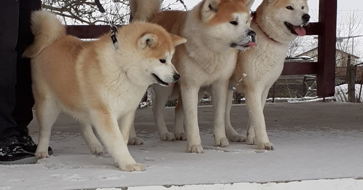 Az akita inu fajtáról