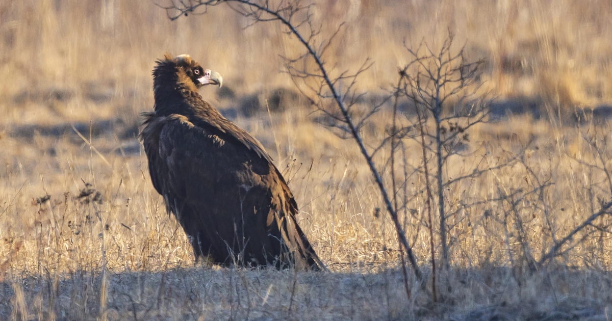 Atanaszova, a barátkeselyű Felcsíkon járt
