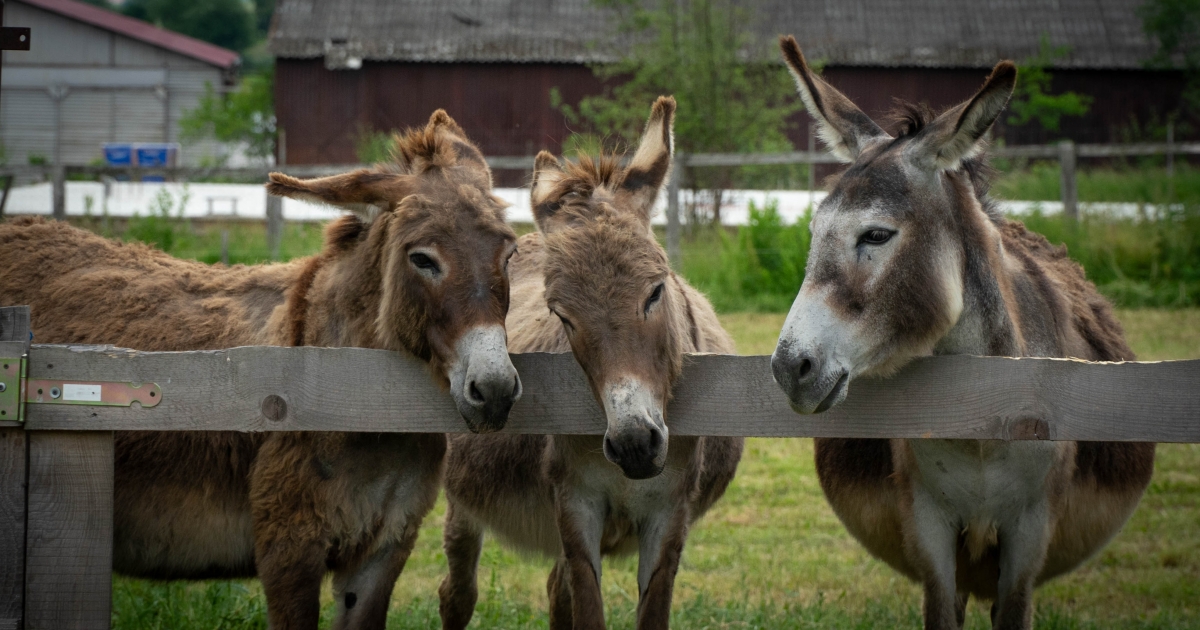 Csacsis nap Homoródszentmártonban