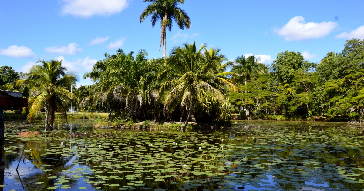 Hintaszék szivarral