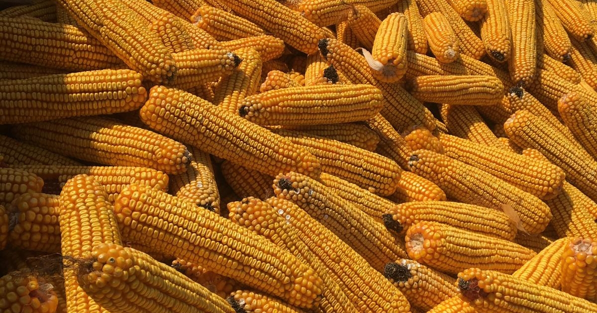 Sok a kukorica, de olcsó