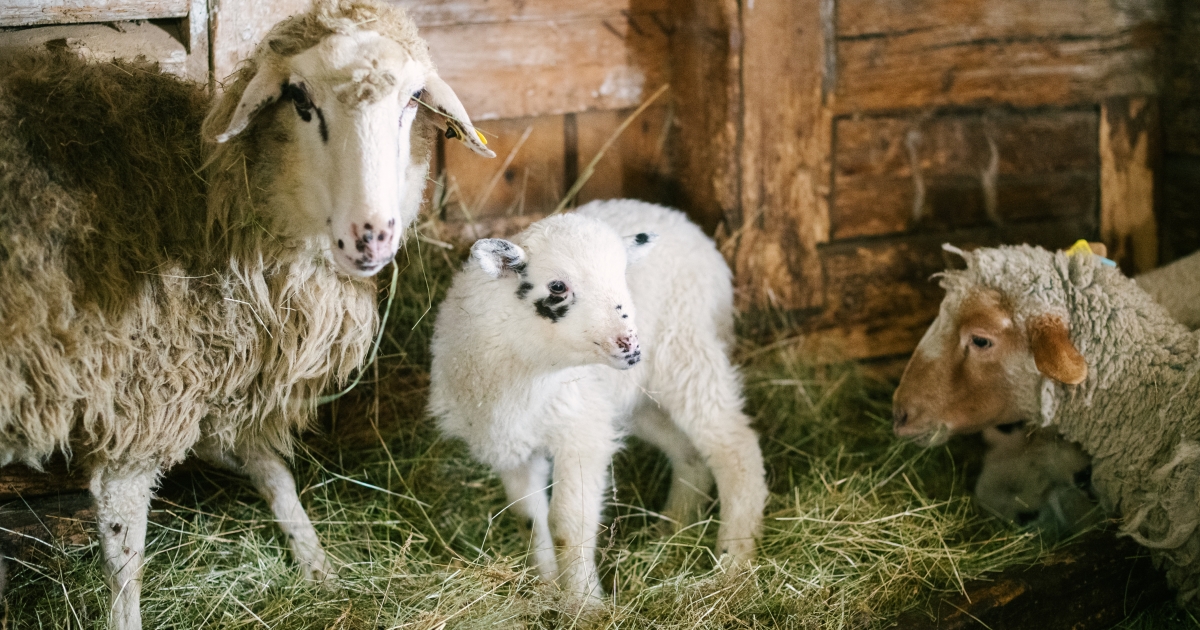 Drágul a húsvéti bárány