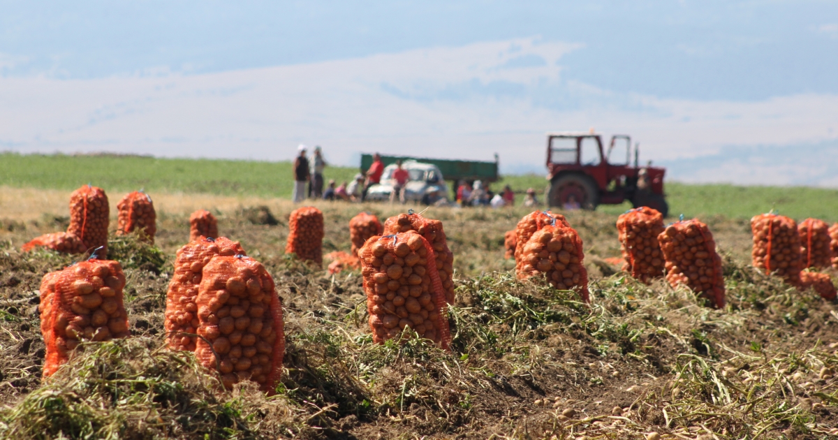 Duplájára nőhet a burgonya ára