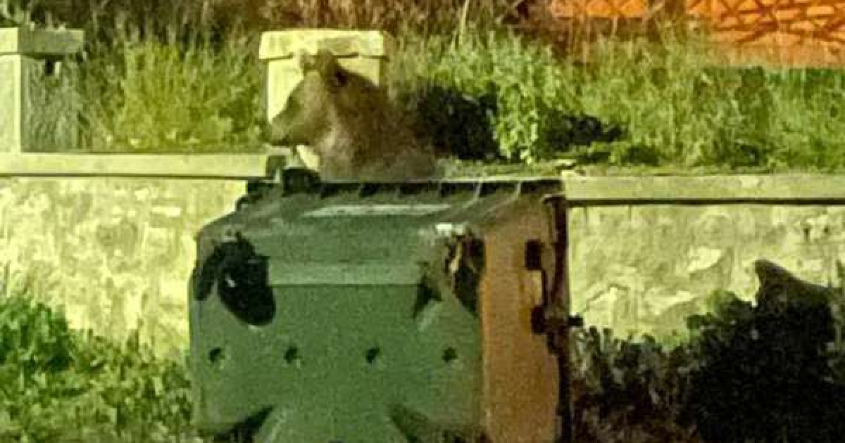 Három medveriasztás a hétvégén