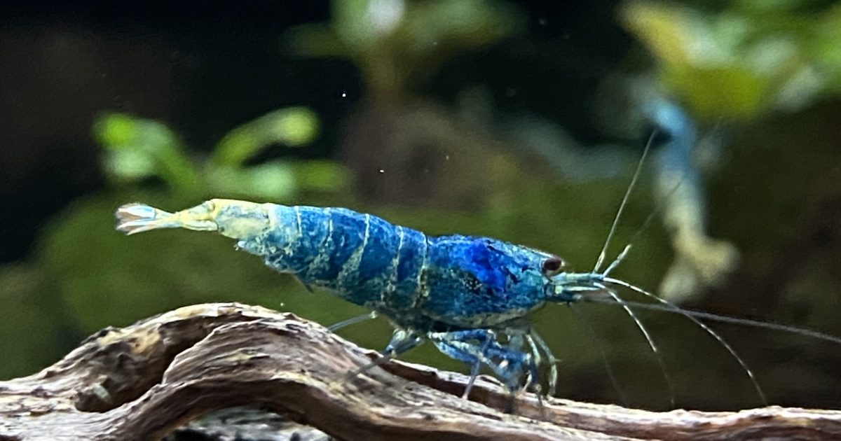 Az akvárium apró és színes gondnokai