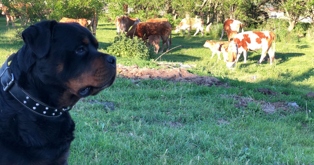 Nagyobb veszélyt jelentenek, mint a medve