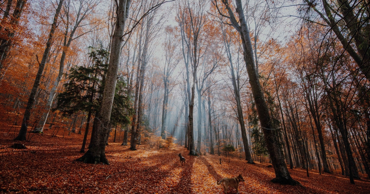 Az elfeledett Petelei  és a mindig emlékezetes Bucsin