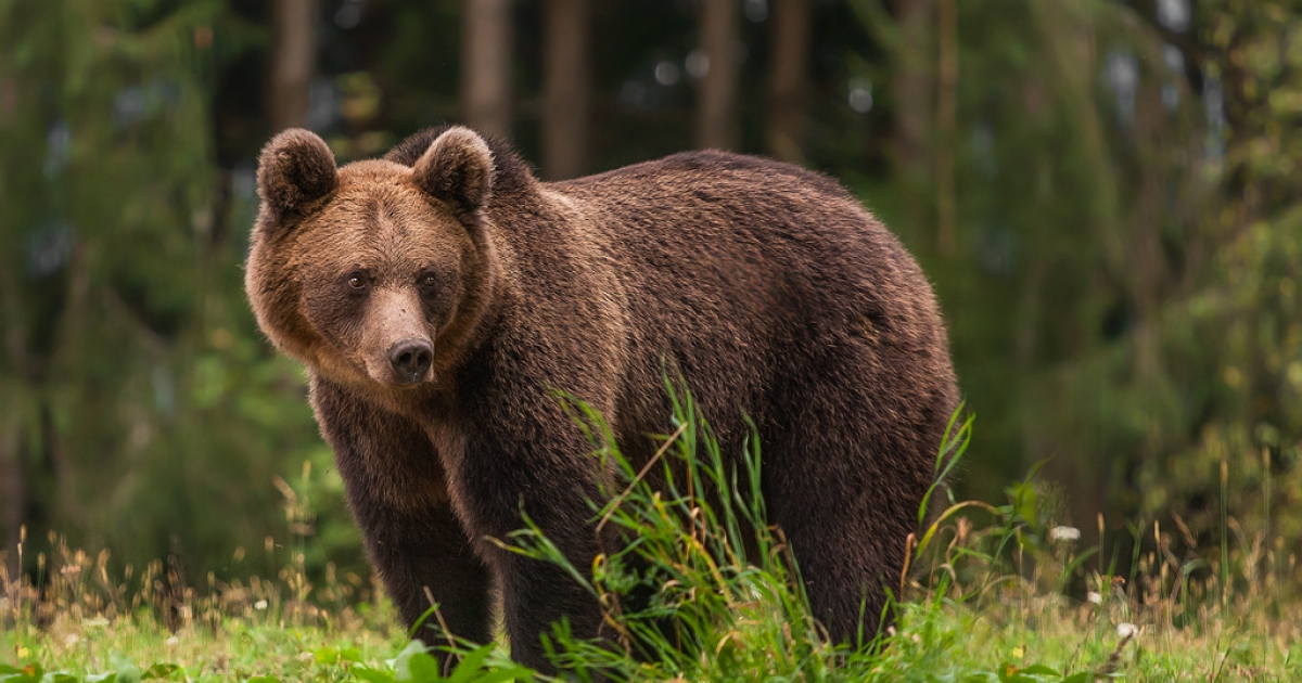 Visszaküldte a veszélyes medvékkel szembeni azonnali fellépést szabályozó törvényt az államfő