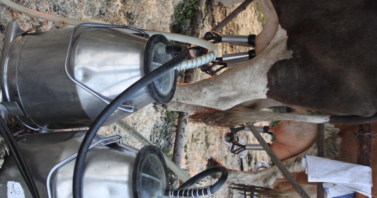 A szarvasmarha tenyésztése (24.): A gépi fejés tőgyegészségügyi vonatkozásai