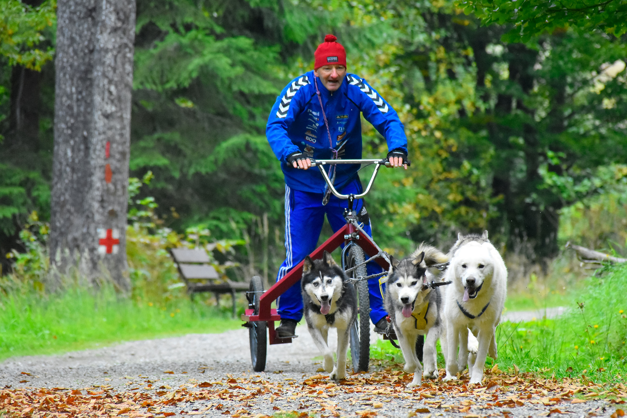Molnár Sándor Arhcívumából