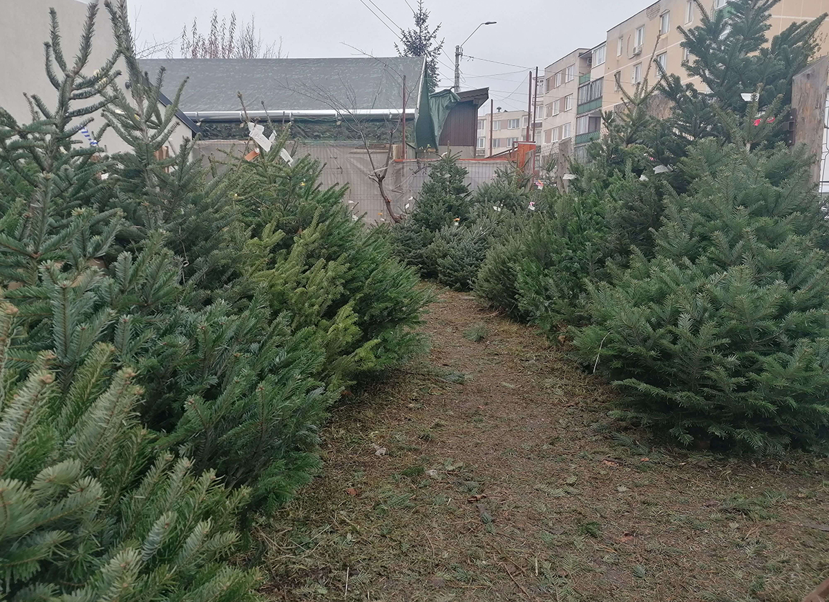 Boncina-Székely Szidónia