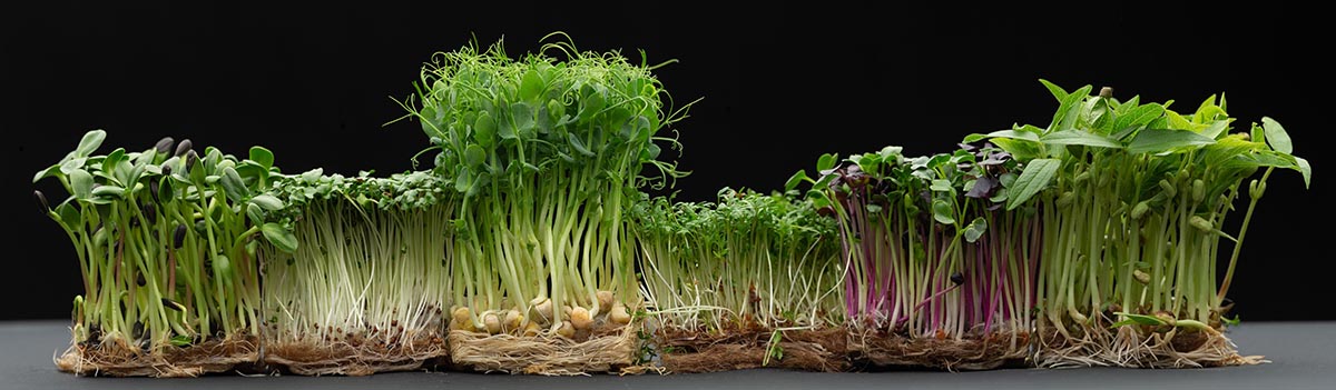 Micro Farm Facebook oldala