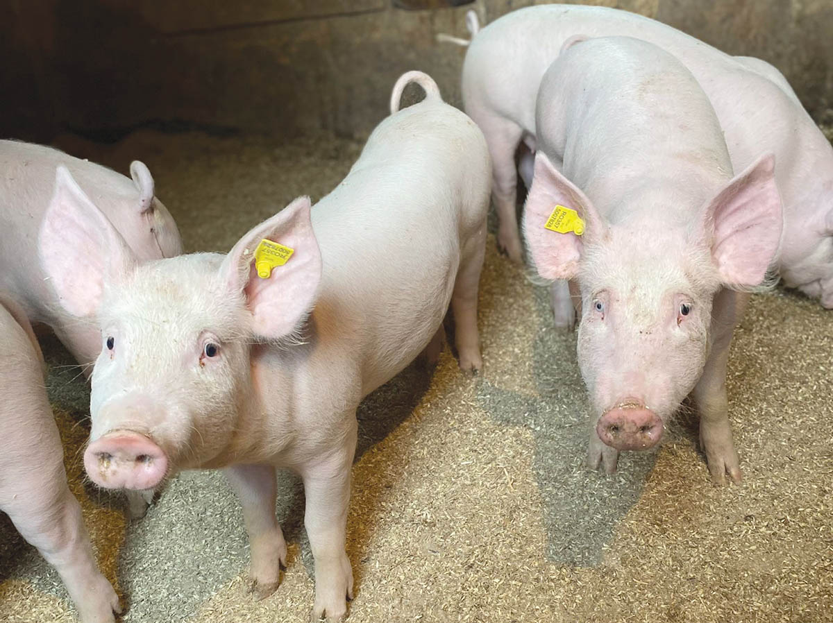 Cilip-Szilágyi Dalma-Orsolya