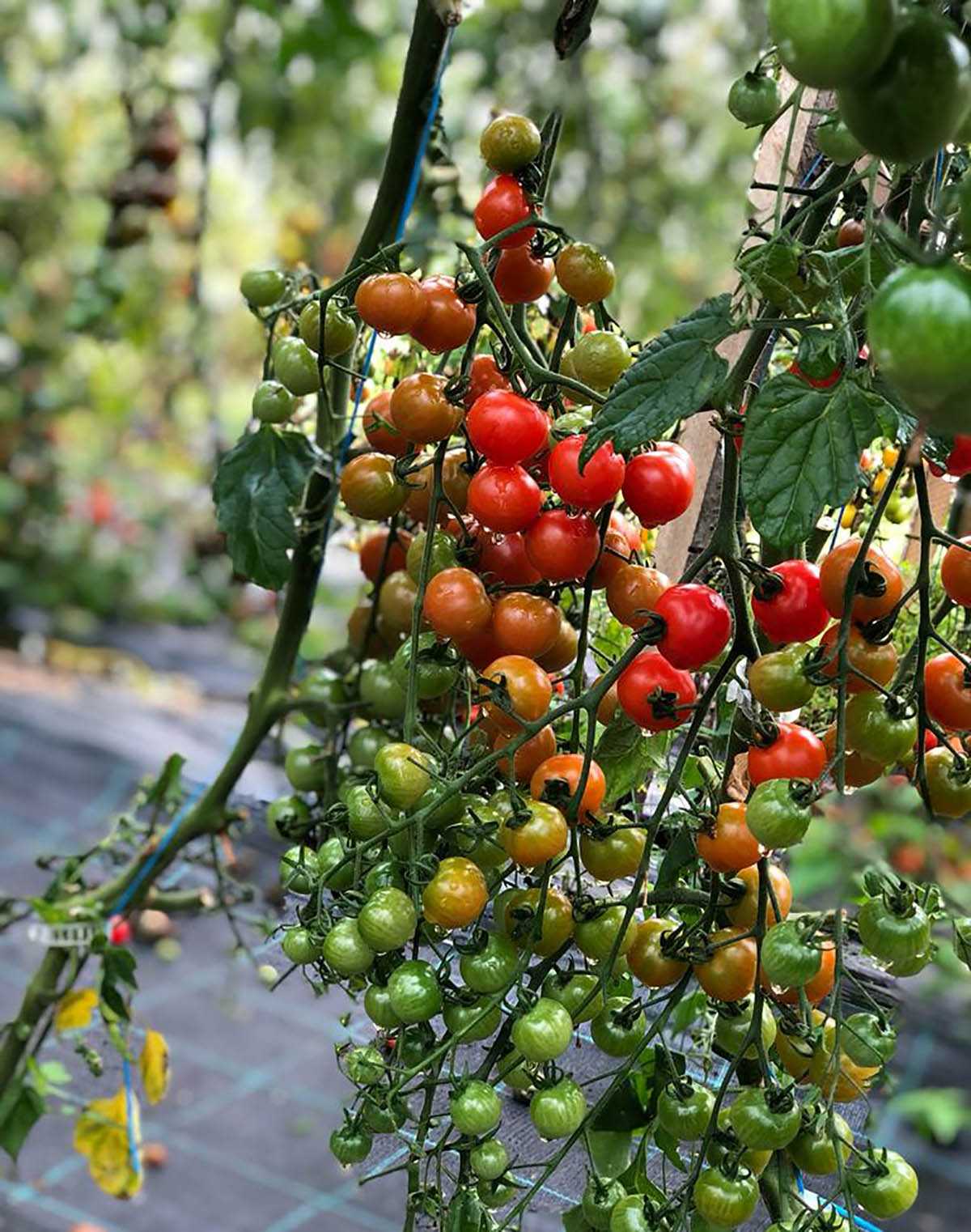 Cilip-Szilágyi Dalma-Orsolya