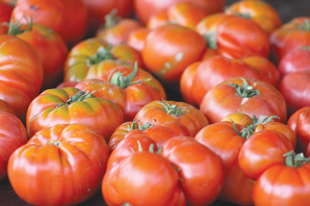 Cilip-Szilágyi Dalma-Orsolya