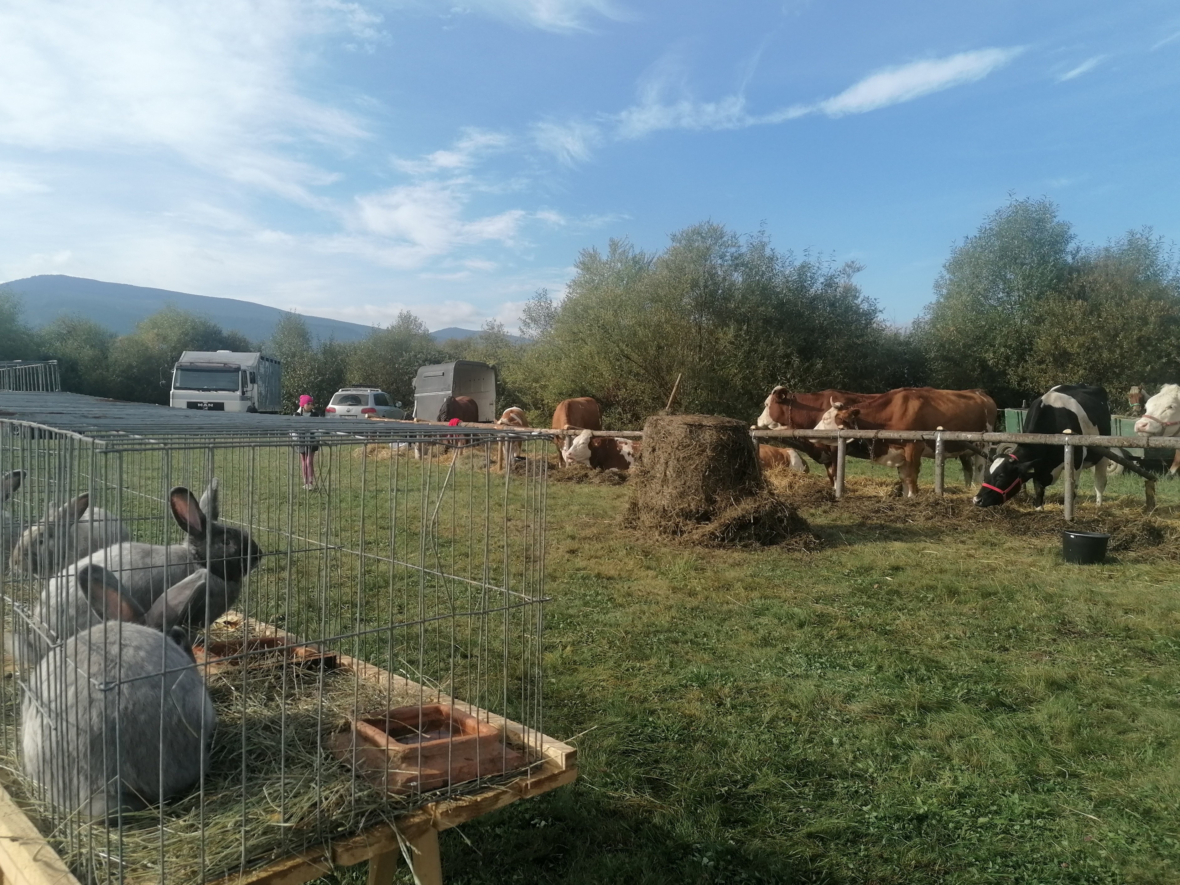 Boncina-Székely Szidónia