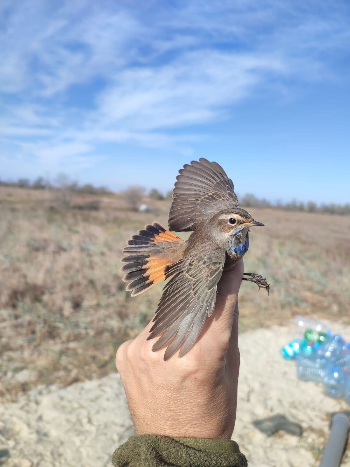 Csont-Kelemen Mátyás archívumából