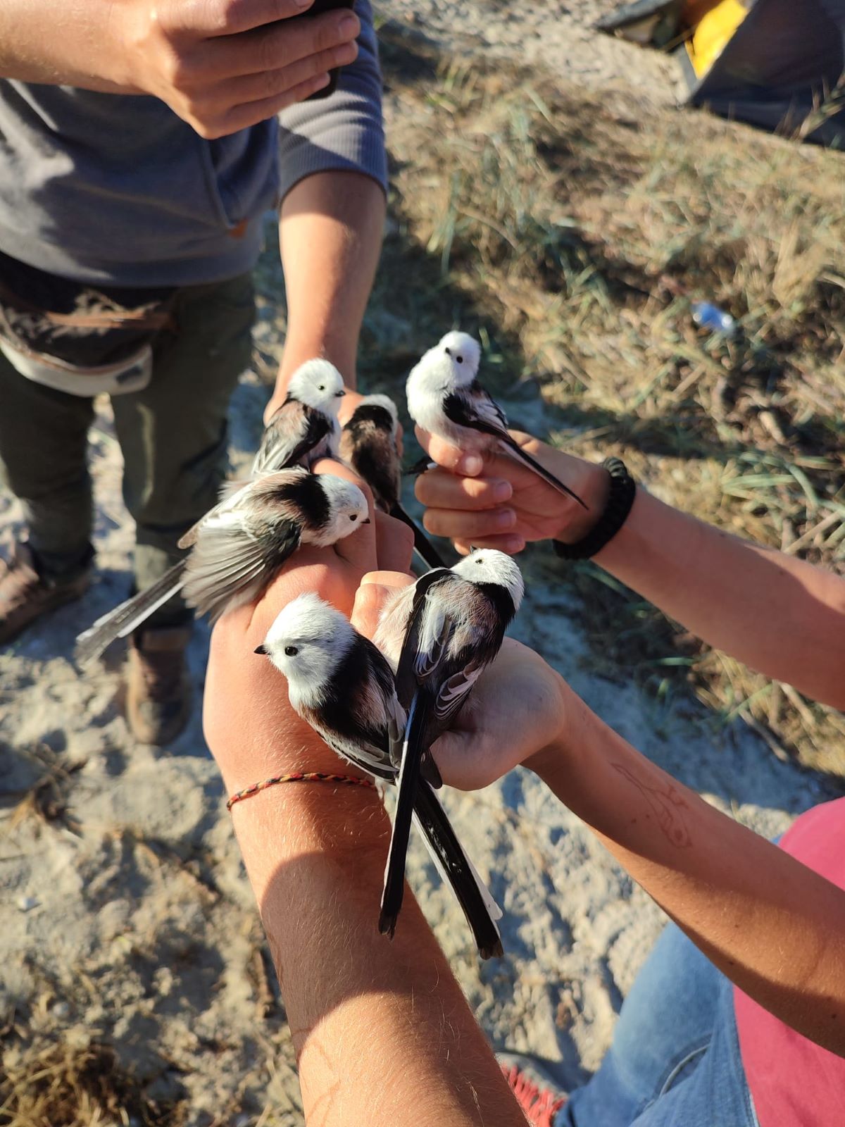 Csont-Kelemen Mátyás archívumából
