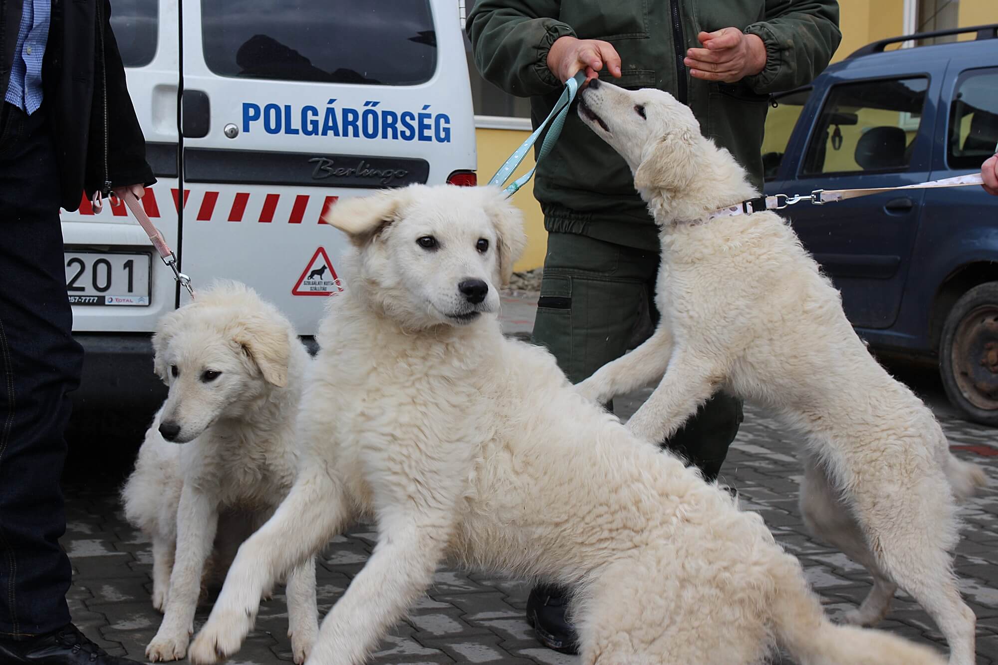 Lőwinger Zoltán Mihály