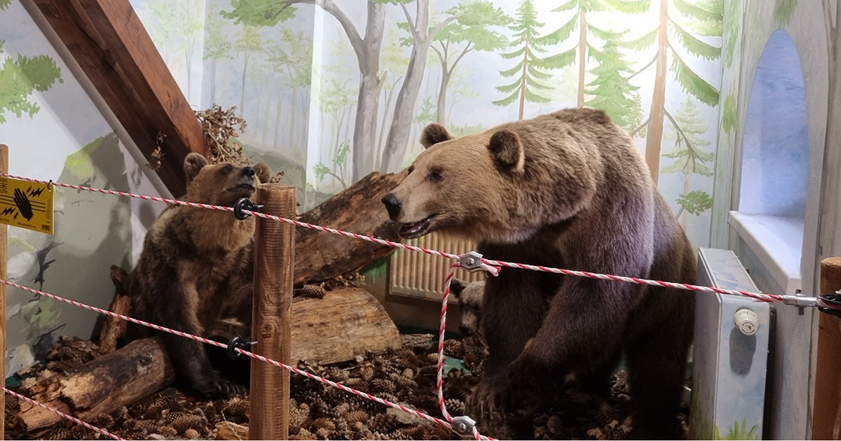 Emberbarát medvebarlang