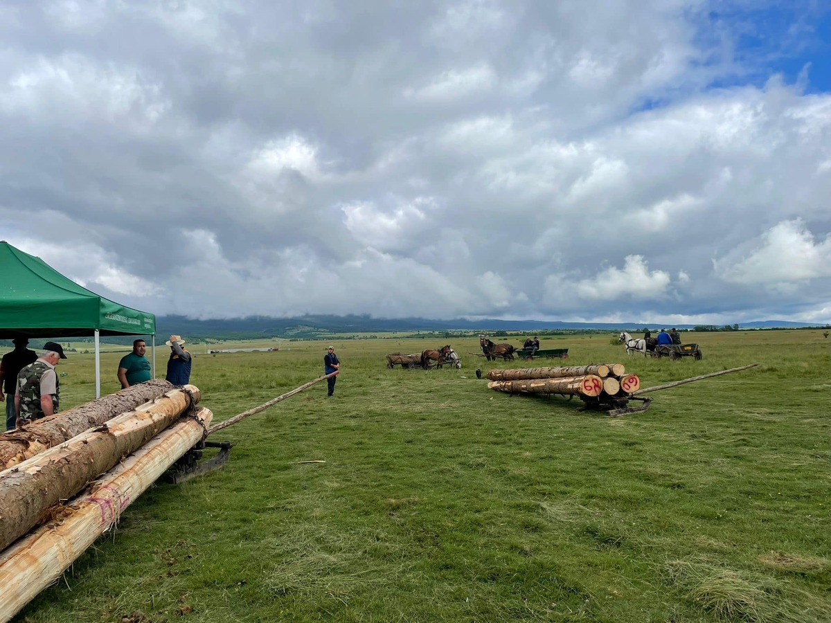 Rönkhúzató verseny. A községben van lóerő Fotó: Péter Lukács