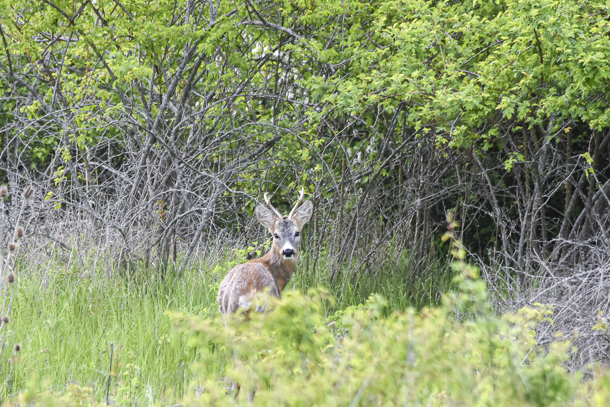 Nő a vadgázolás kockázata