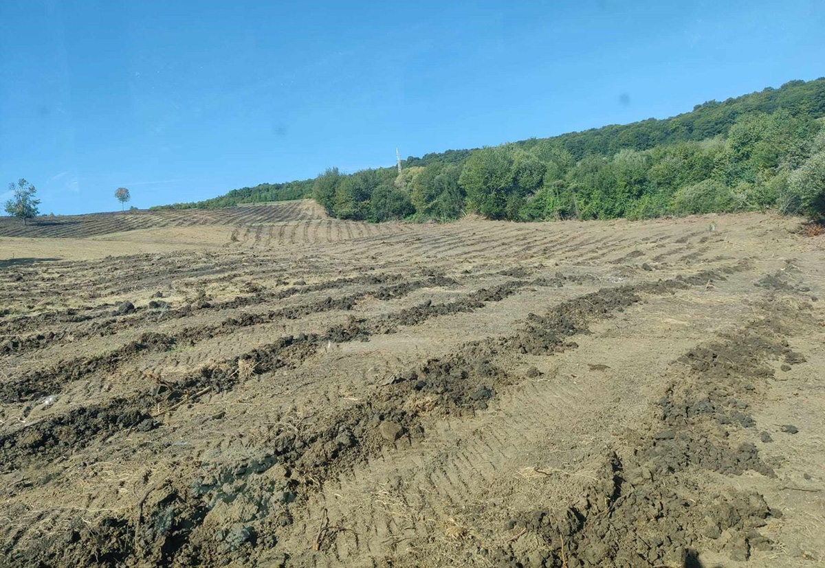 Erdőt telepítenek Székelyudvarhelyen Erdőt telepítenek Székelyudvarhelyen