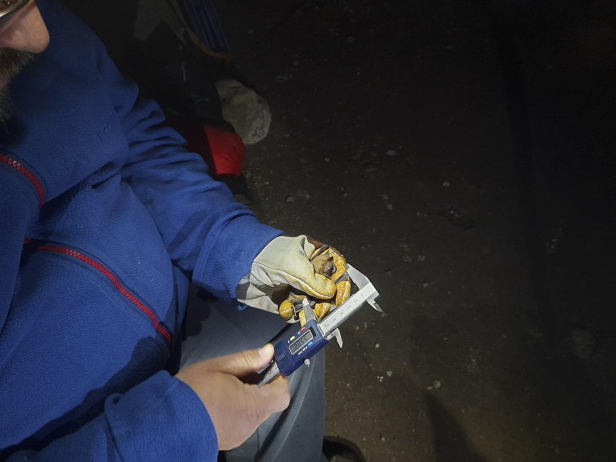 A Vargyas-szoros denevérei