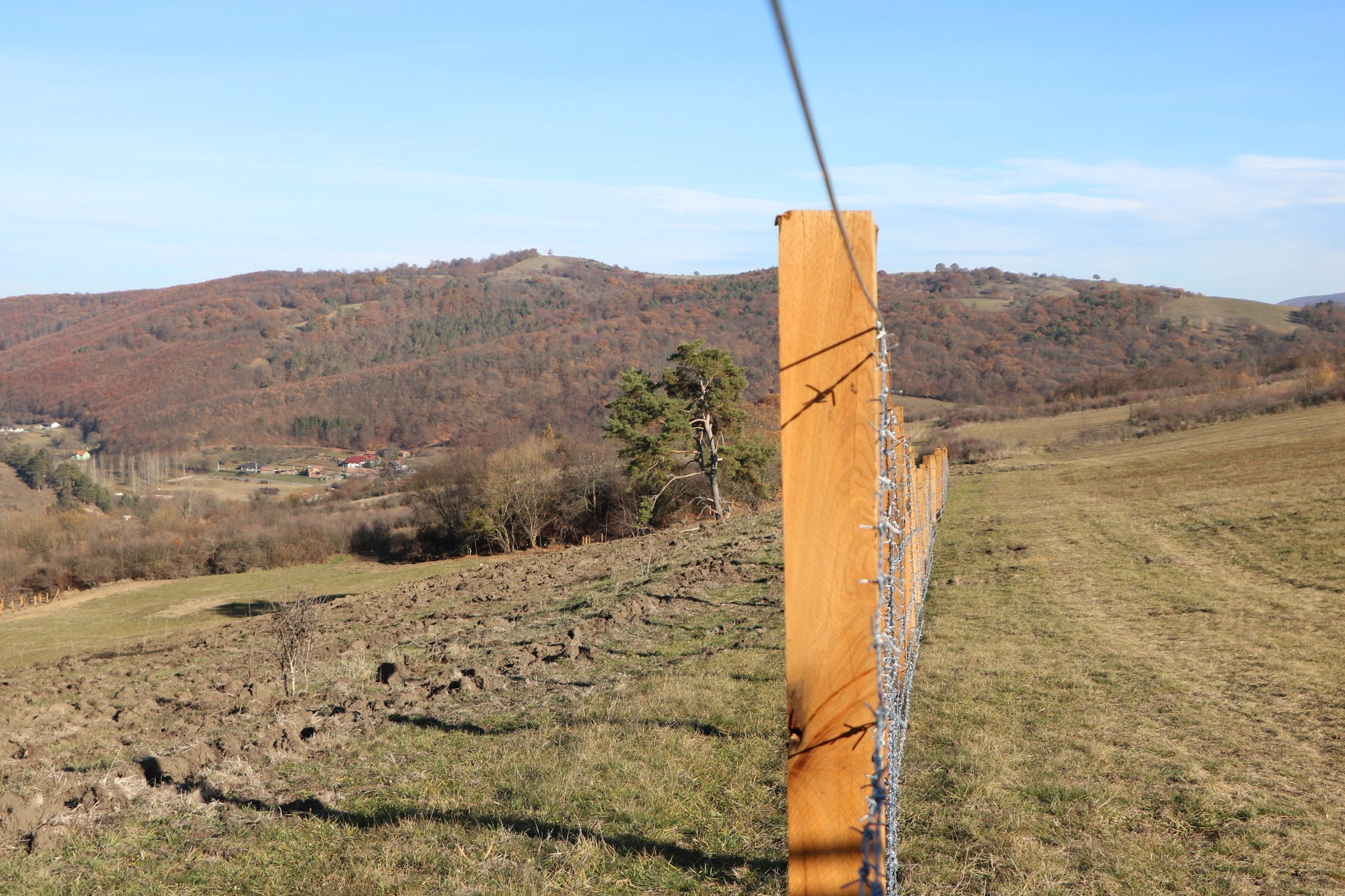 Elkezdődött a csemeték ültetése a Bükktetőn Elkezdődött a csemeték ültetése a Bükktetőn