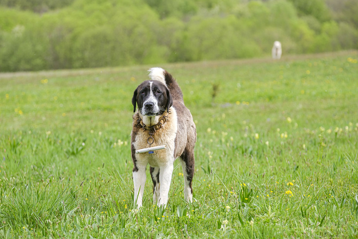 Turisták vs. juhászkutyák Turisták vs. juhászkutyák