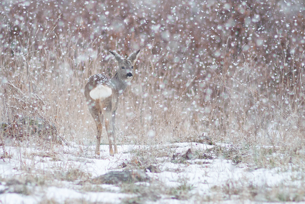 Békés csend honol a decemberi erdőben Békés csend honol a decemberi erdőben