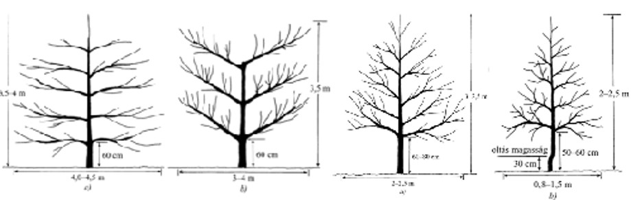 Mindennap egy alma… Mindennap egy alma…