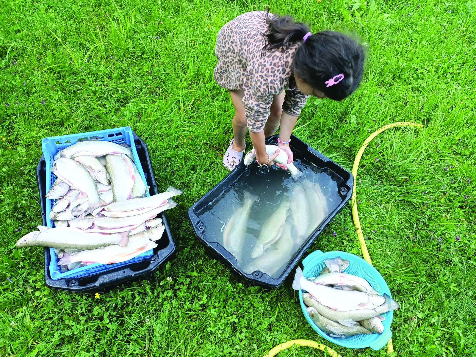 Egy év alatt háromszorosára nőtt a háztáji vendéglátóhelyek száma Hargita megyében Egy év alatt háromszorosára nőtt a háztáji vendéglátóhelyek száma Hargita megyében