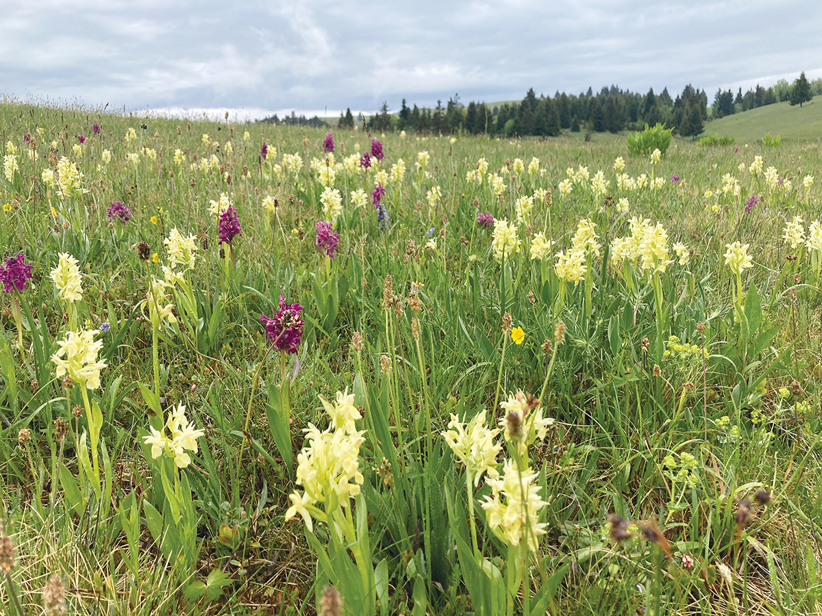 Viráglesen a Csíki-havasokban Viráglesen a Csíki-havasokban