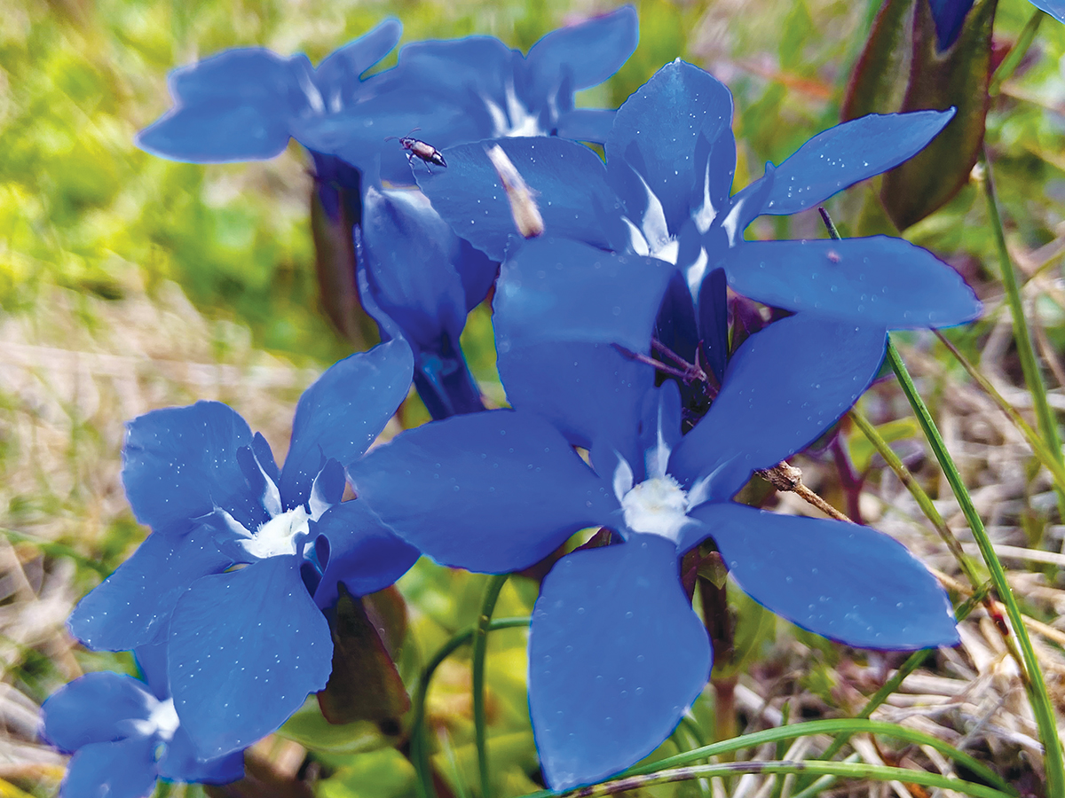 Viráglesen a Csíki-havasokban Viráglesen a Csíki-havasokban