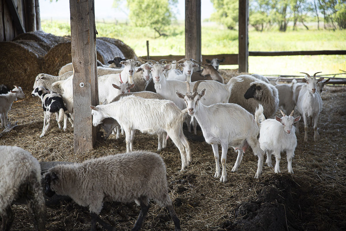 A juhászat is halad a korral A juhászat is halad a korral