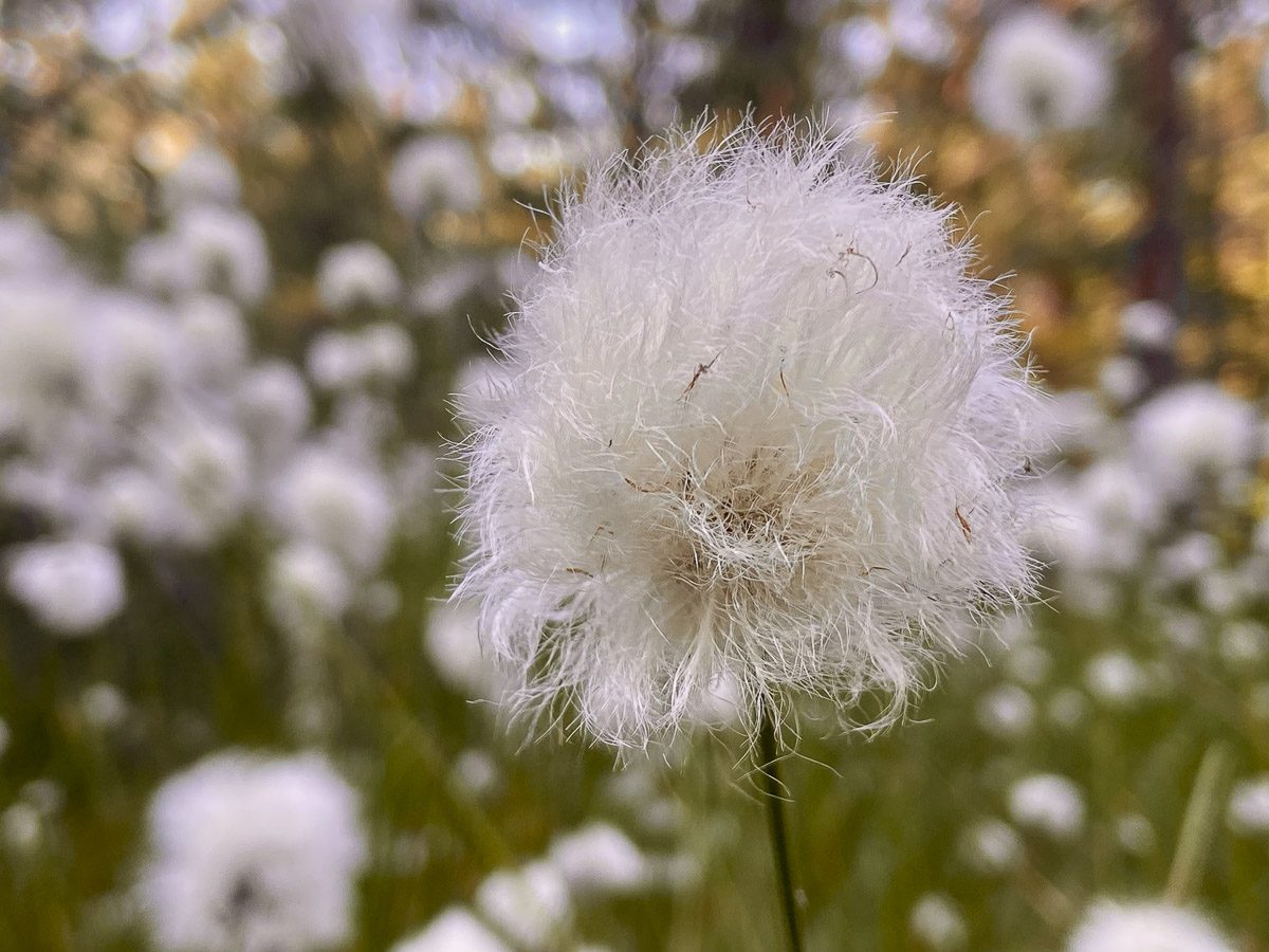 A tőzeglápok varázslatos világa