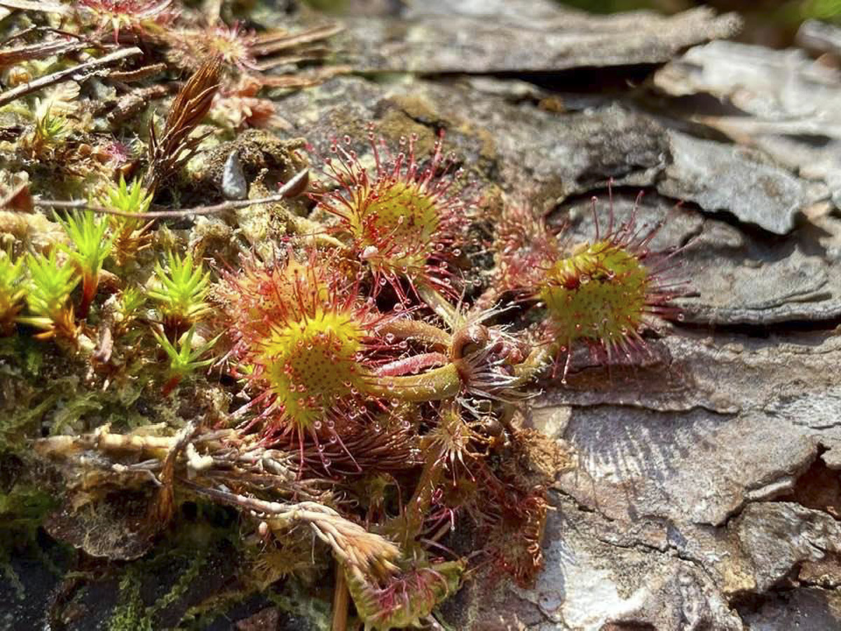 A tőzeglápok varázslatos világa