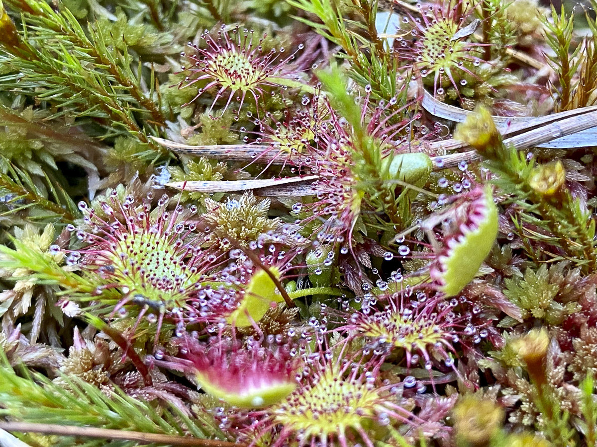 A tőzeglápok varázslatos világa