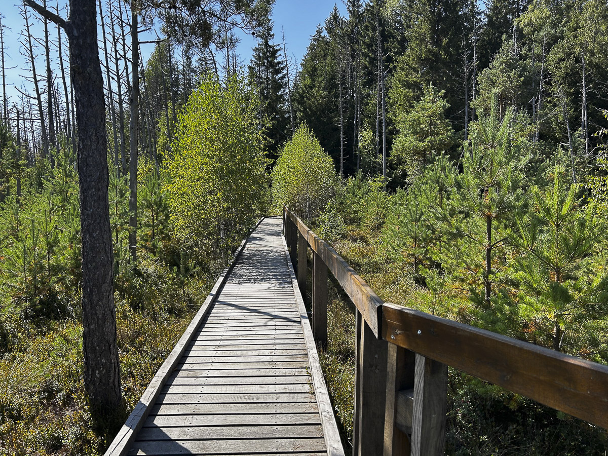 A tőzeglápok varázslatos világa