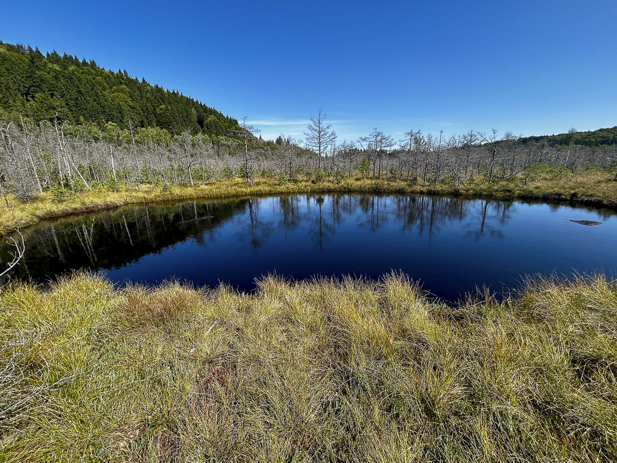 A tőzeglápok varázslatos világa