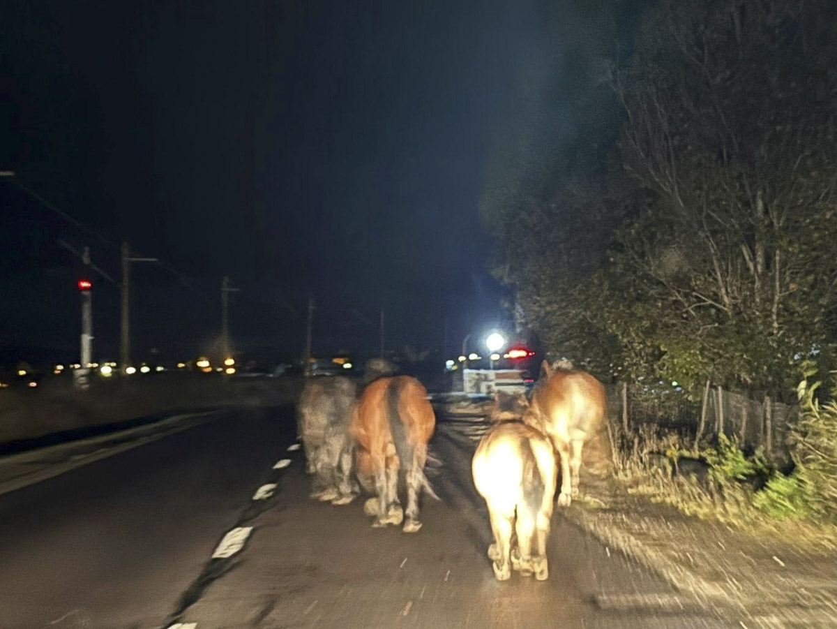Lovak között a gyeplő