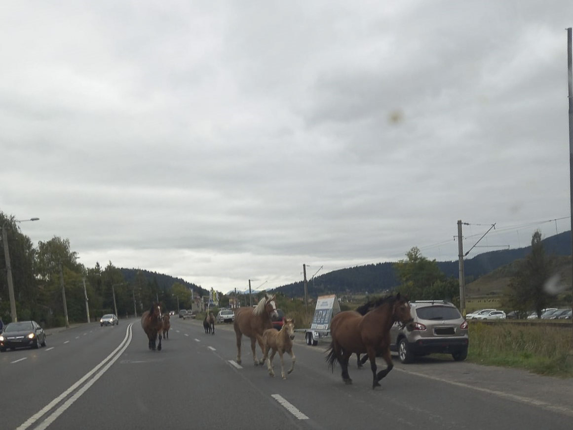 Lovak között a gyeplő