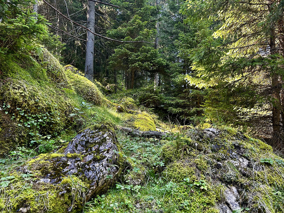 Csofronkától Likasig Csofronkától Likasig