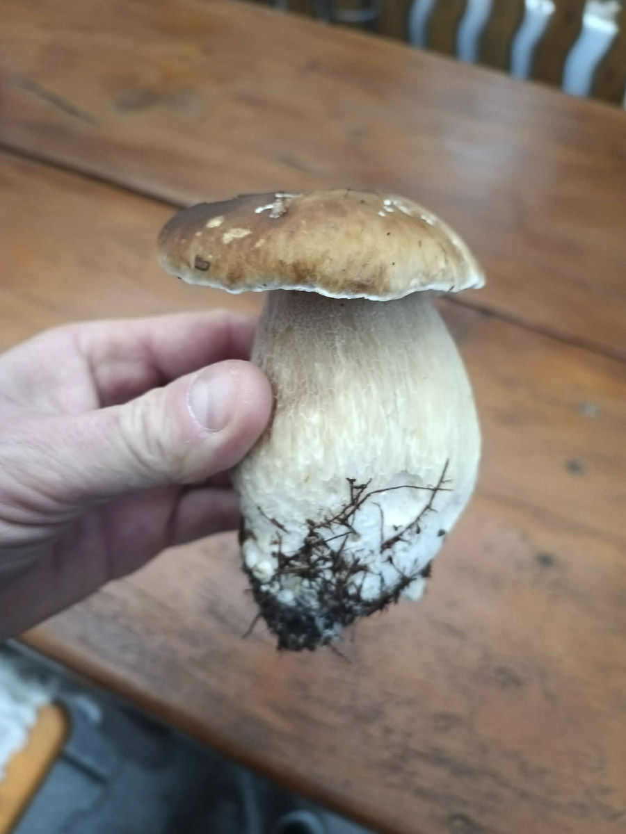 Májusi pereszke és rókagomba terem decemberben