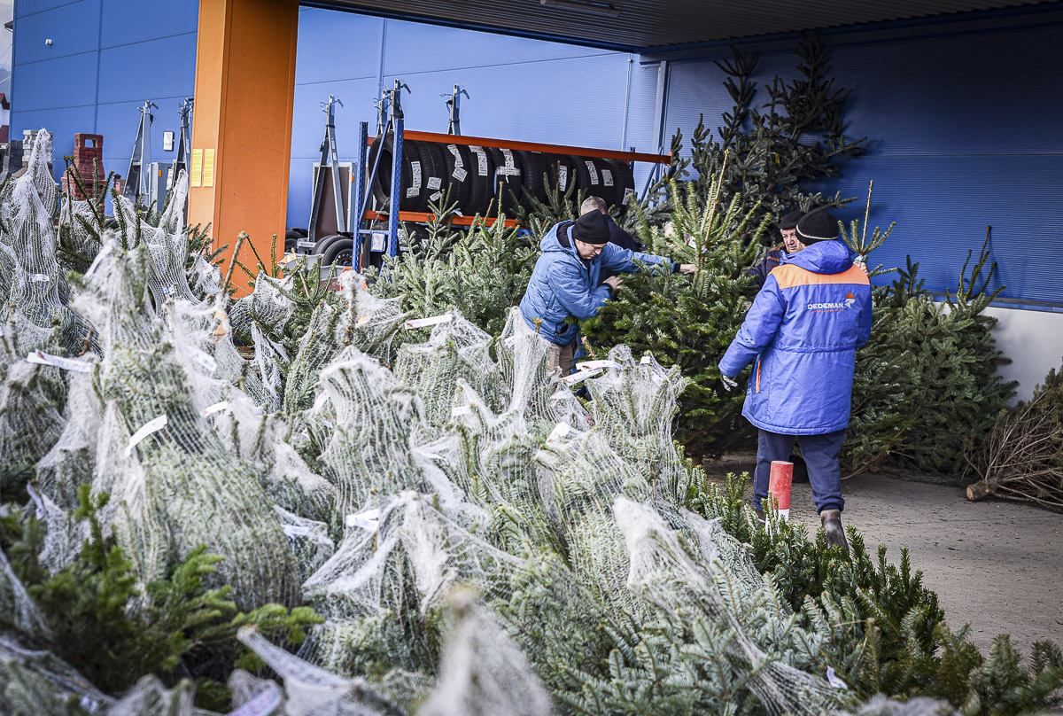 Ünnepre készülő fenyőpiac